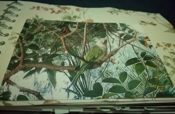 warped paper with parrot photo glued in